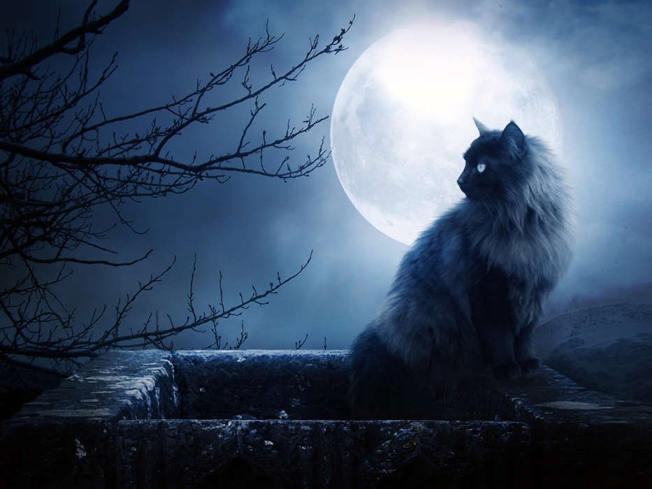 Кошки, Луна, Животные