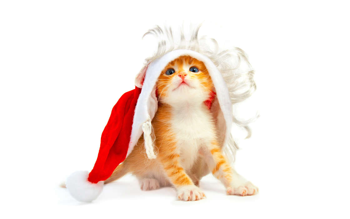 Кошки, Новый Год (New Year), Открытки, Праздники, Рождество (Christmas, Xmas), Животные