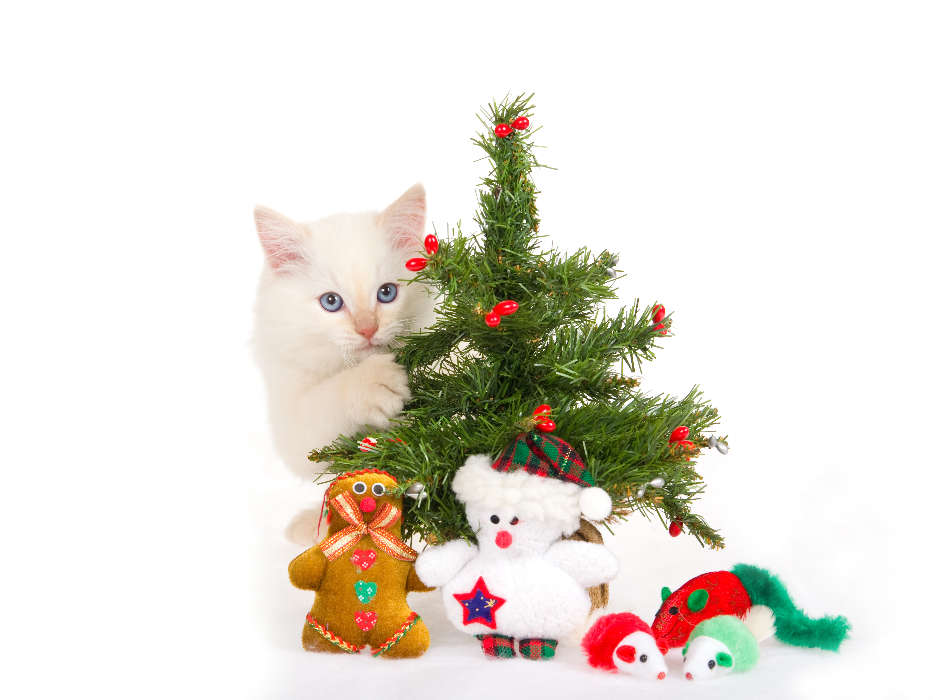Кошки, Новый Год (New Year), Праздники, Рождество (Christmas, Xmas), Животные
