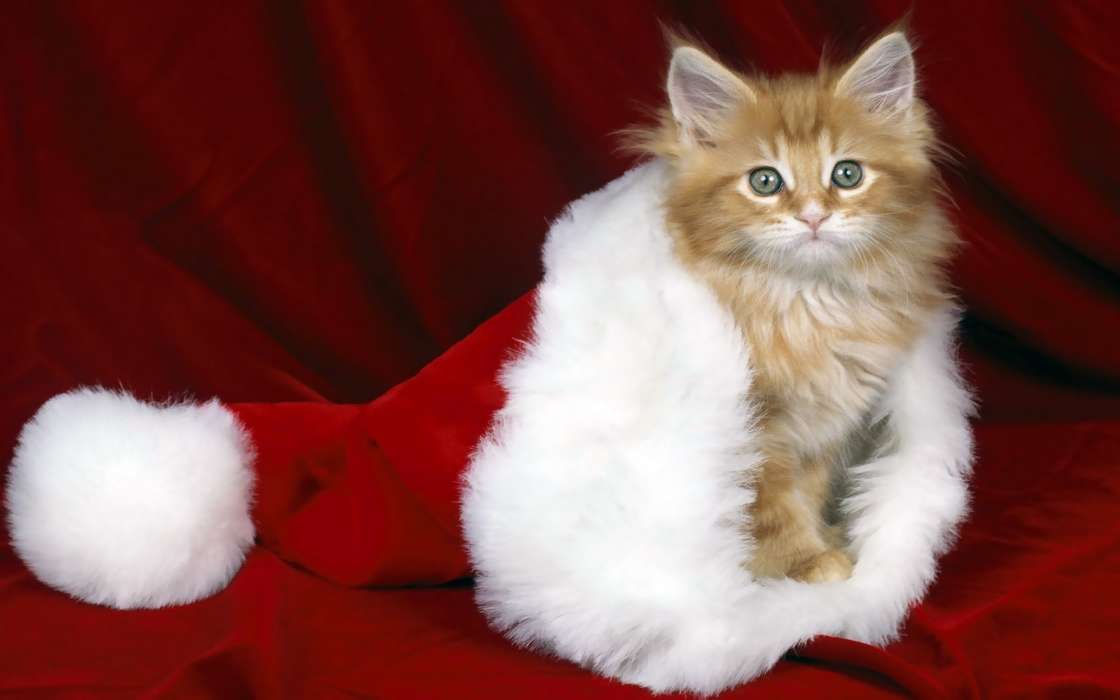 Кошки, Новый Год (New Year), Праздники, Рождество (Christmas, Xmas), Животные