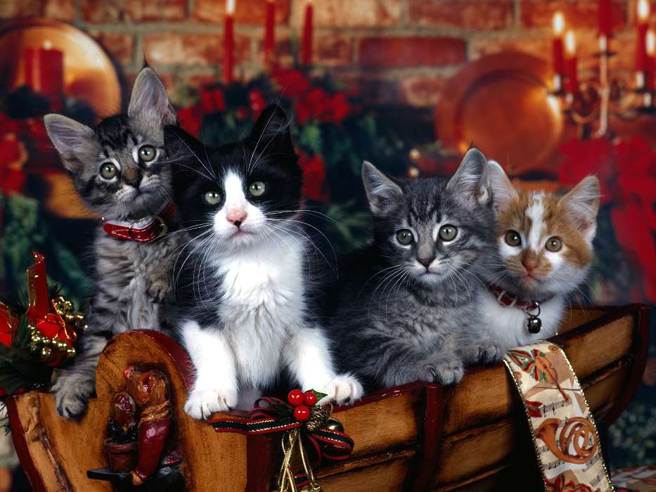 Кошки, Новый Год (New Year), Рождество (Christmas, Xmas), Животные