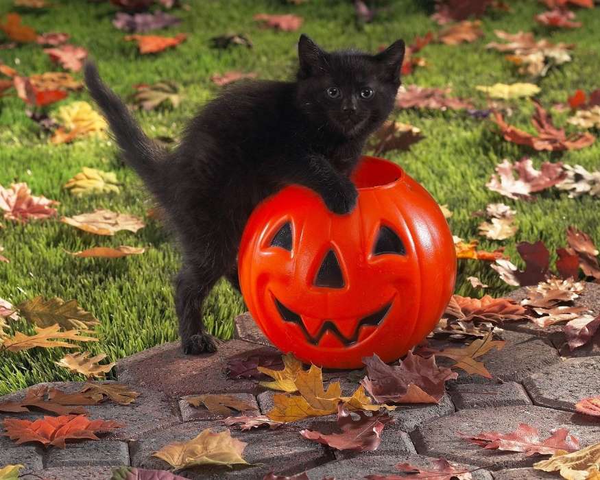 Кошки, Осень, Животные