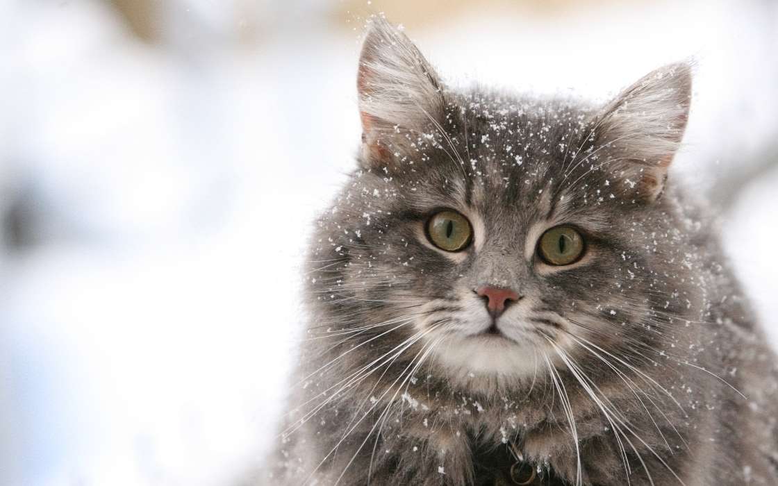 Кошки, Снег, Животные