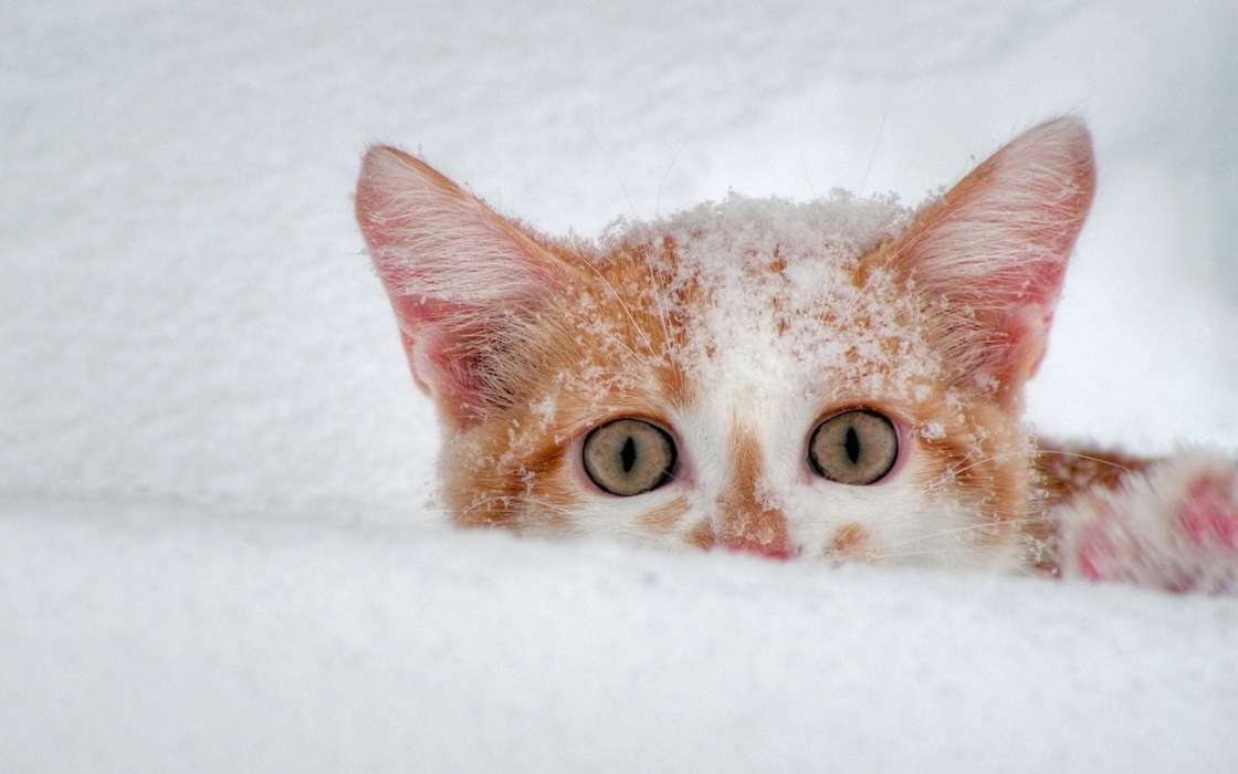 Кошки, Снег, Животные