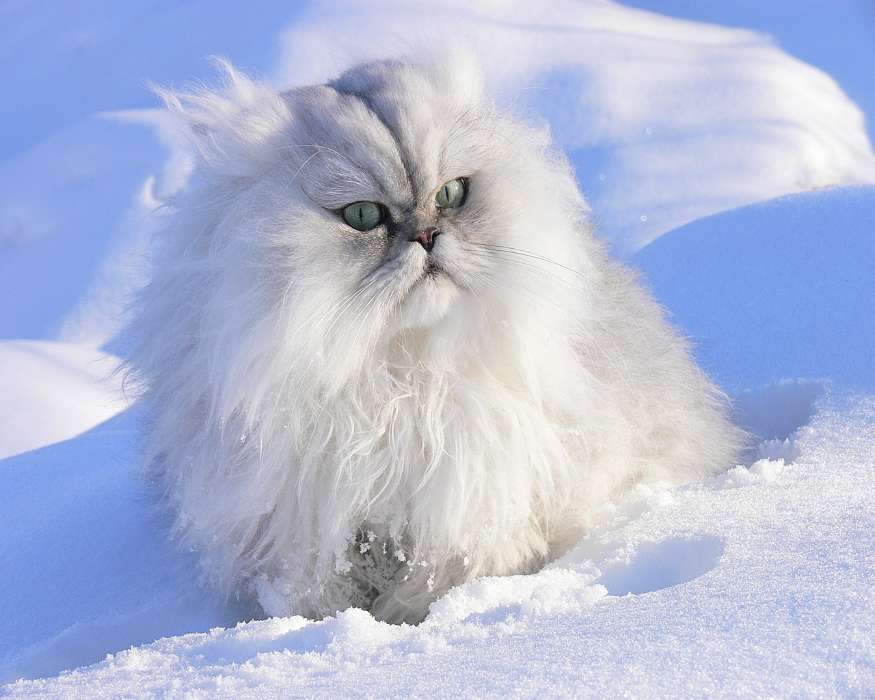 Кошки, Снег, Животные, Зима