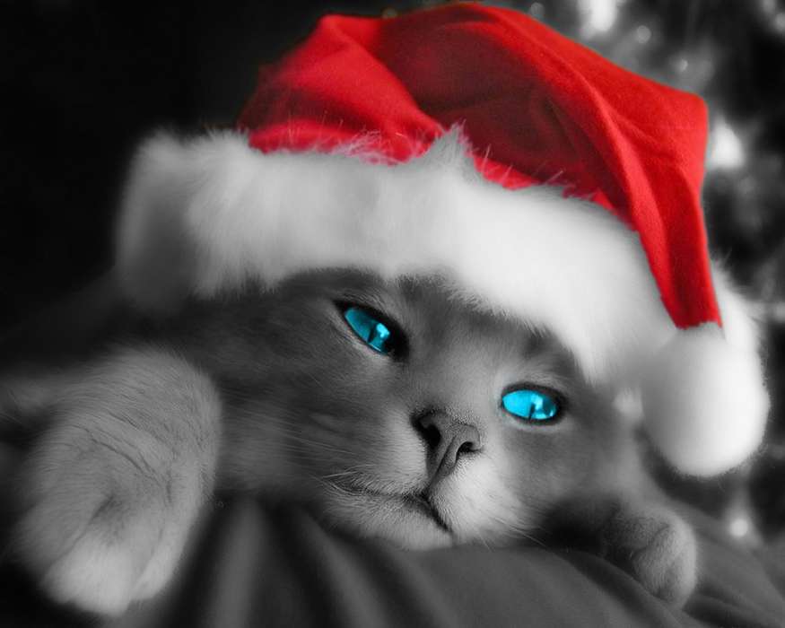Коты, Новый Год (New Year), Праздники, Рождество (Christmas, Xmas), Животные