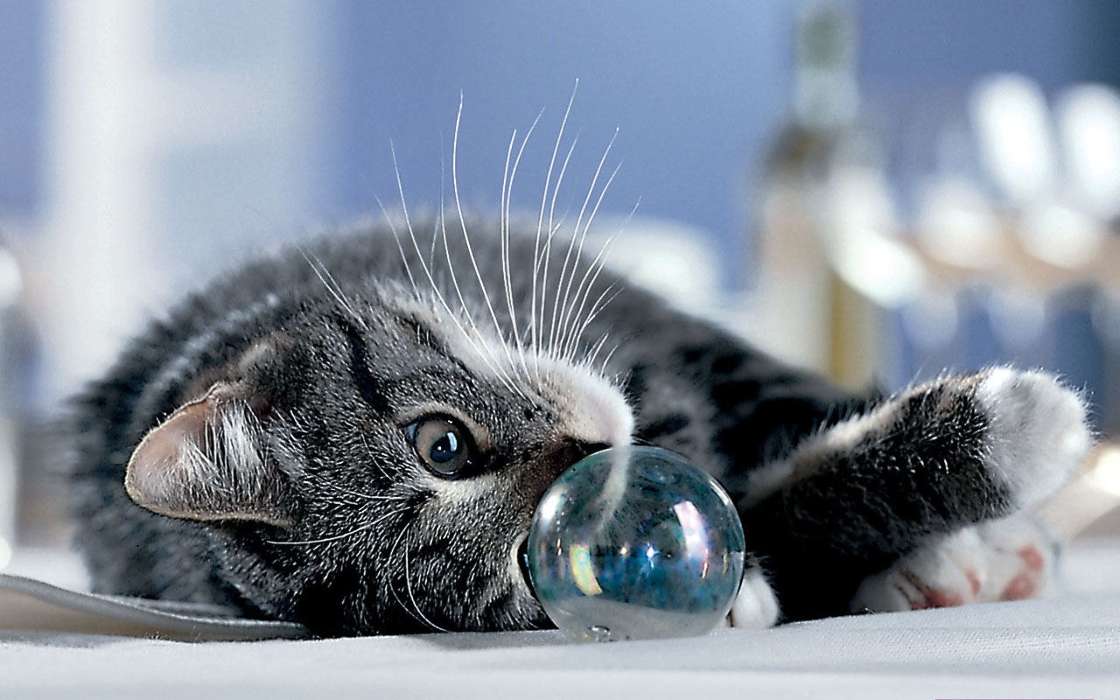 Животные, Коты, Пузыри