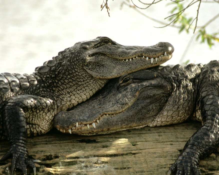 Крокодилы, Животные