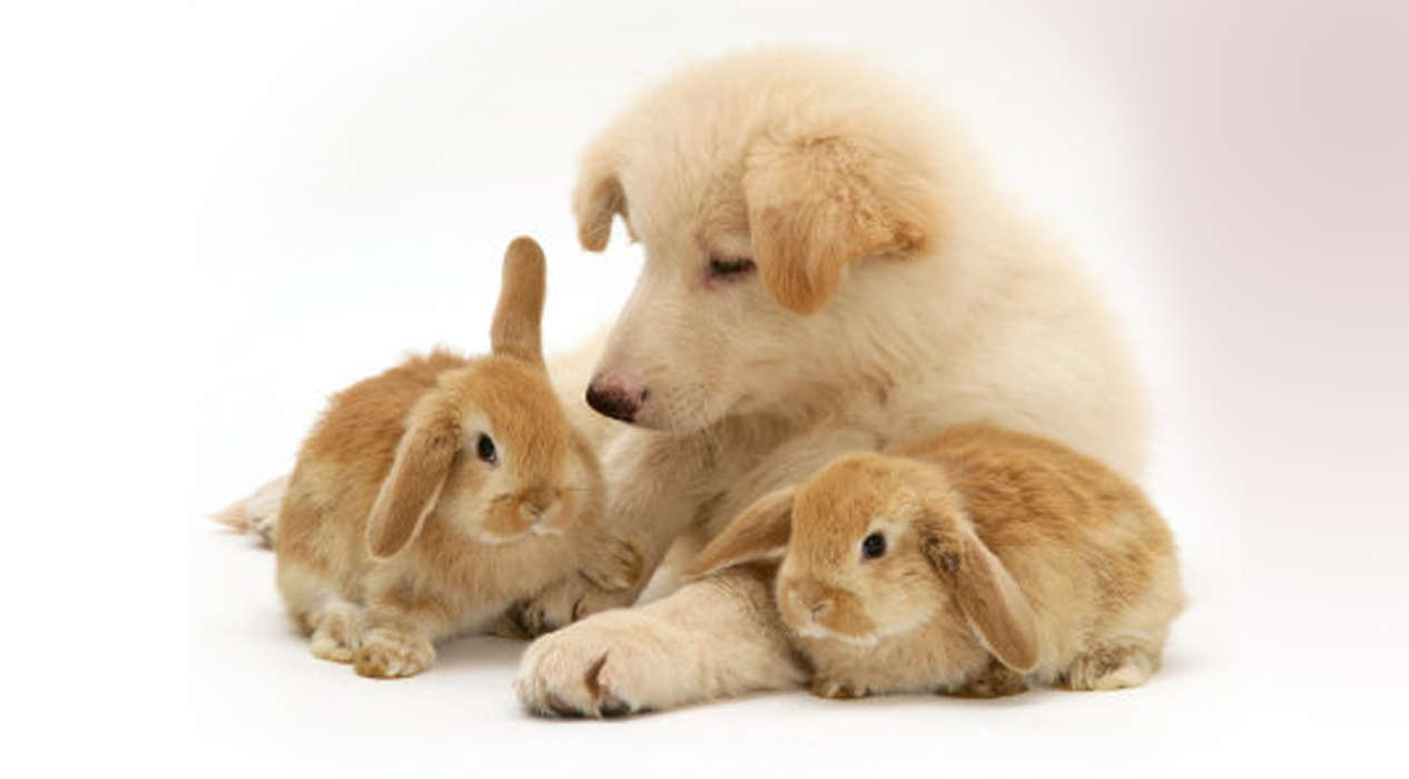 Кролики,Собаки,Животные