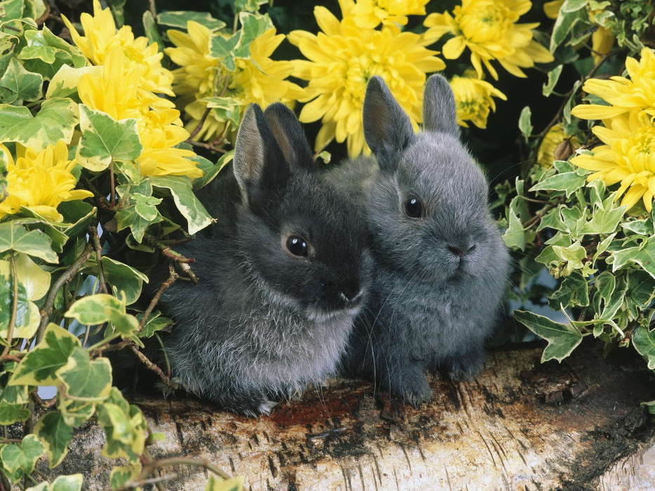 Кролики, Животные