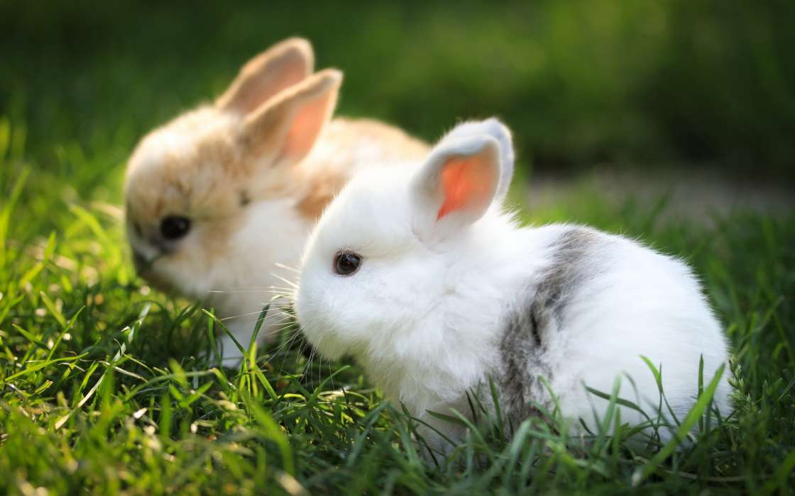 Кролики,Животные