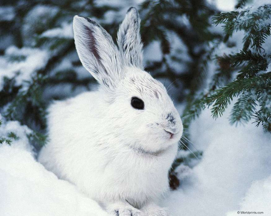 Животные, Зима, Кролики
