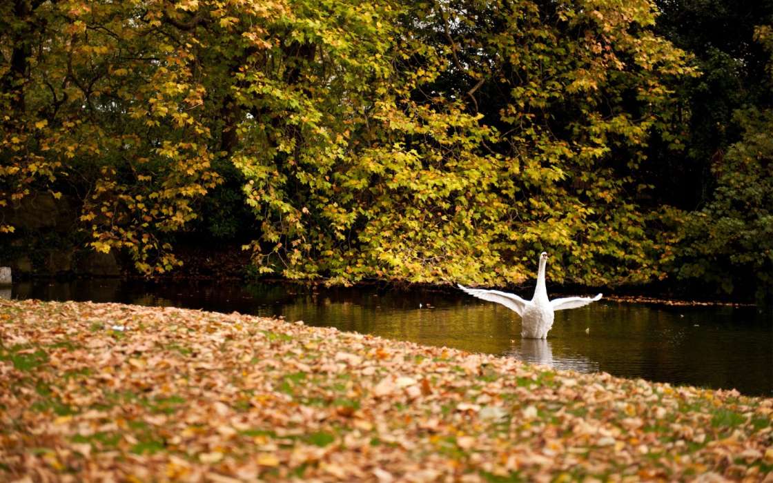 Лебеди, Листья, Осень, Птицы, Животные