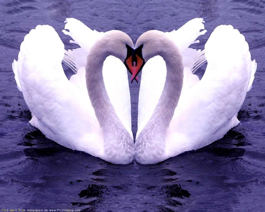 День святого Валентина (Valentine&#039;s day), Животные, Лебеди, Любовь, Птицы, Сердца