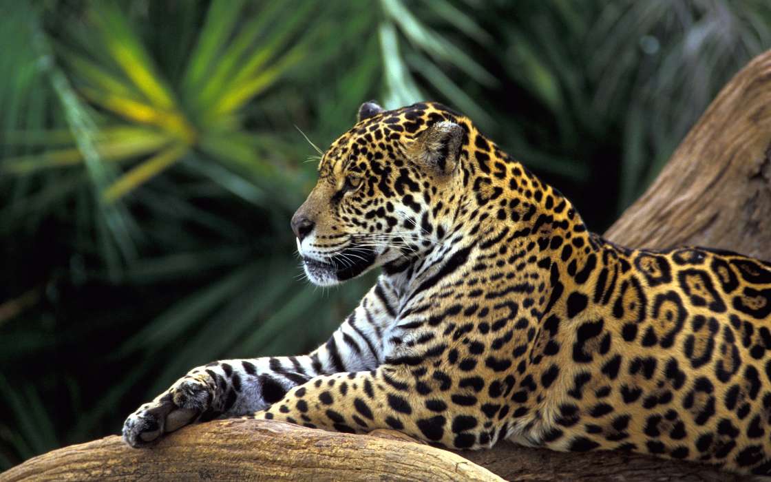 Леопарды, Животные