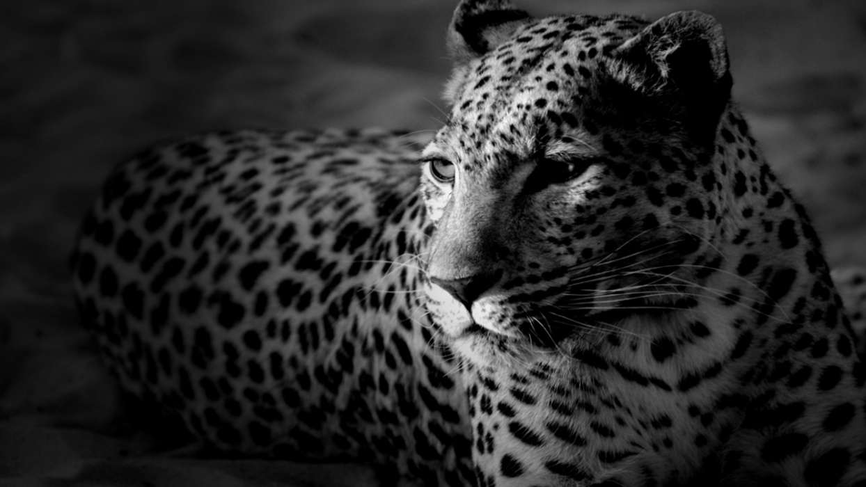 Леопарды,Животные