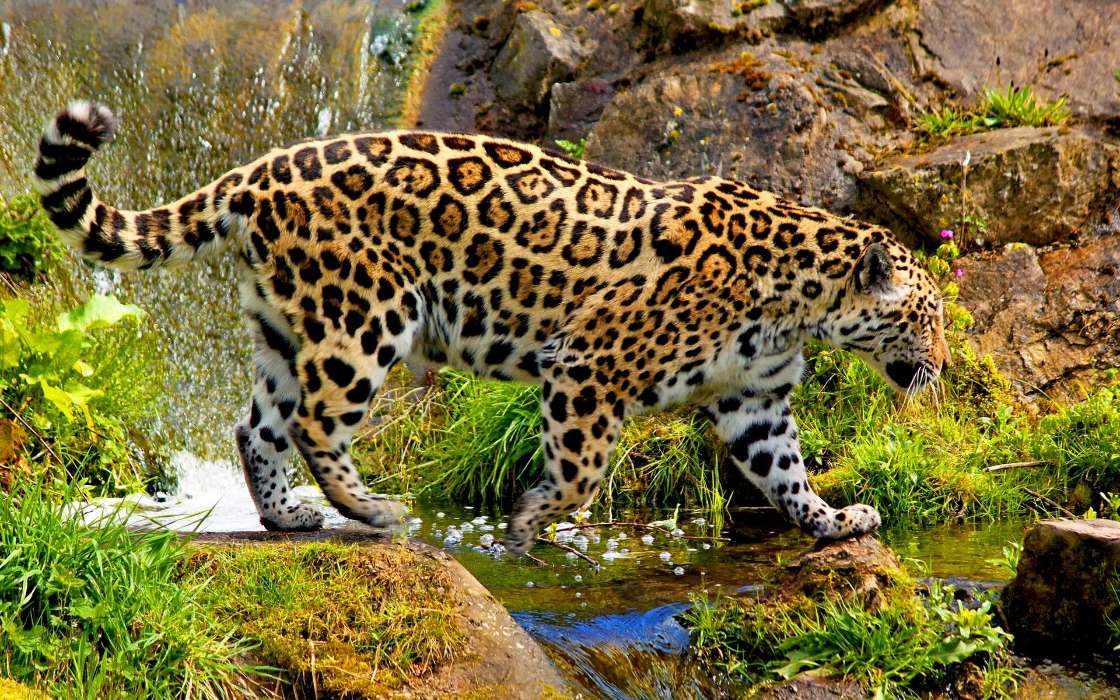 Леопарды,Животные