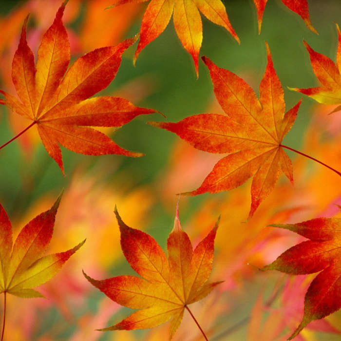 Листья,Объекты,Осень