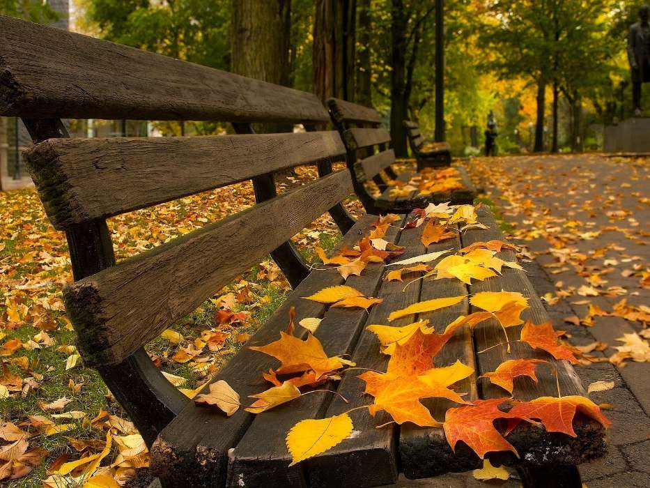Листья,Осень,Пейзаж