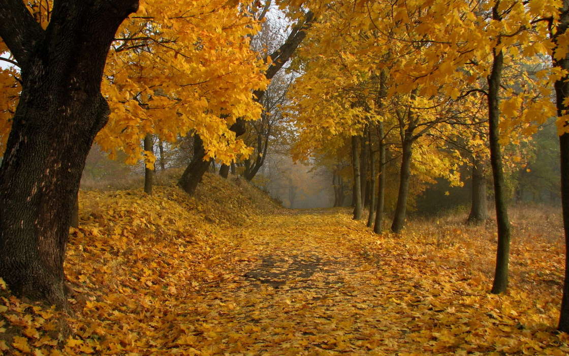 Листья,Осень,Пейзаж