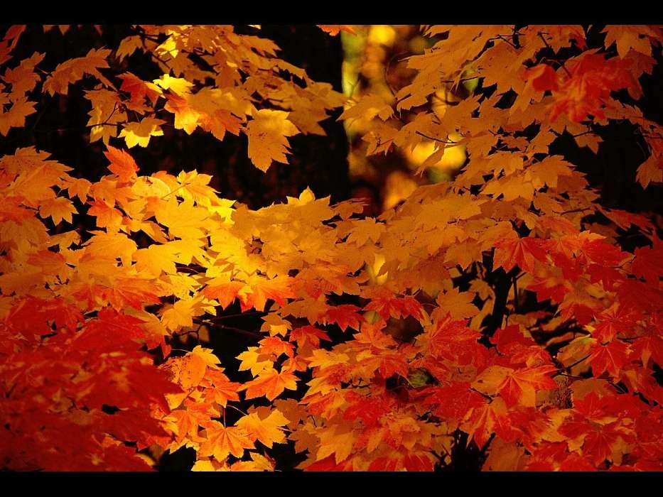 Листья, Осень, Пейзаж, Растения