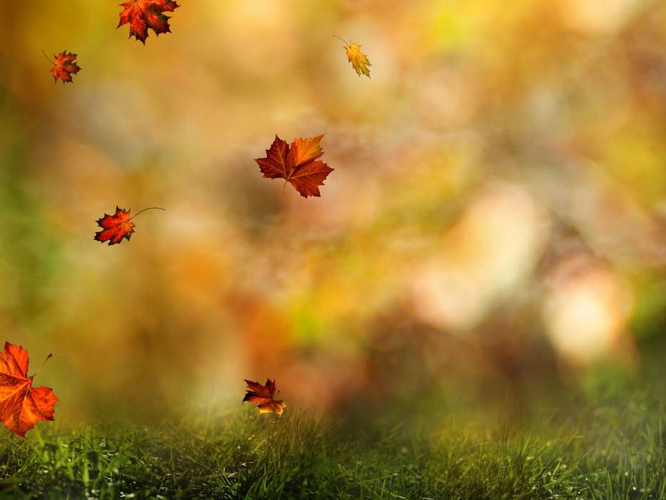 Листья, Осень, Пейзаж, Растения, Трава