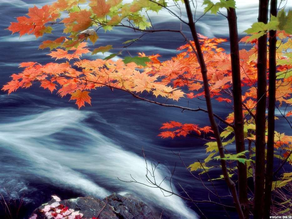Листья, Осень, Пейзаж, Вода
