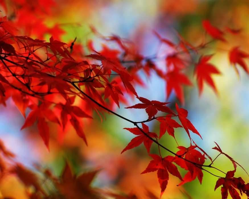 Листья, Осень, Растения