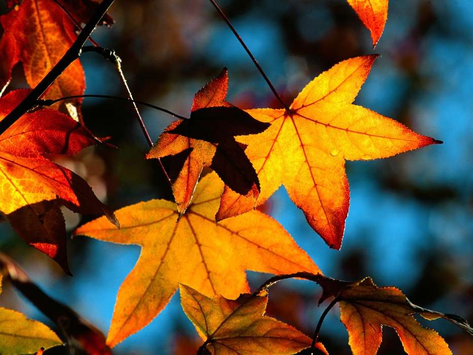 Листья, Осень, Растения
