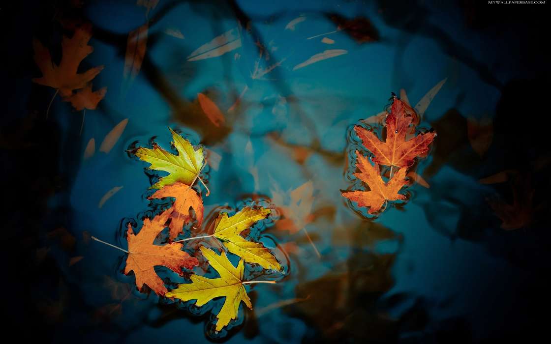Листья, Осень, Растения, Вода
