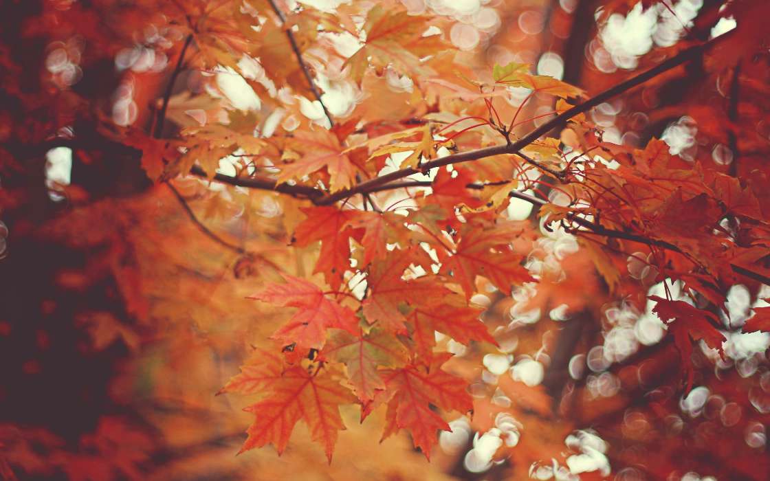 Листья,Осень,Рисунки