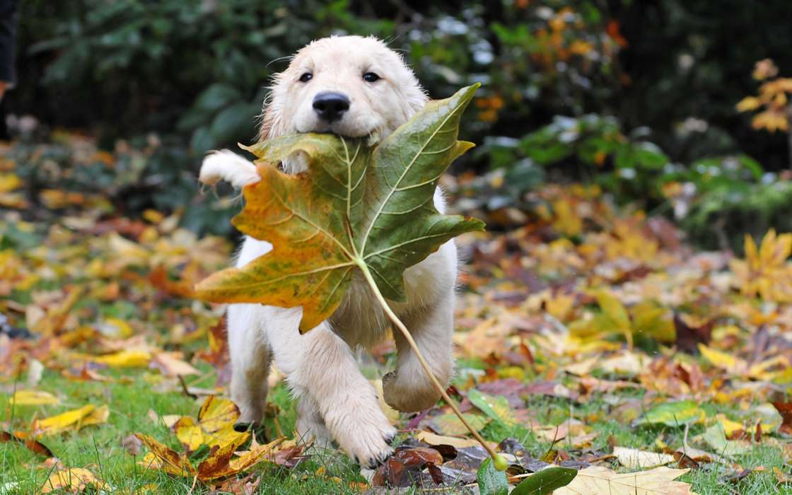 Листья, Осень, Собаки, Животные