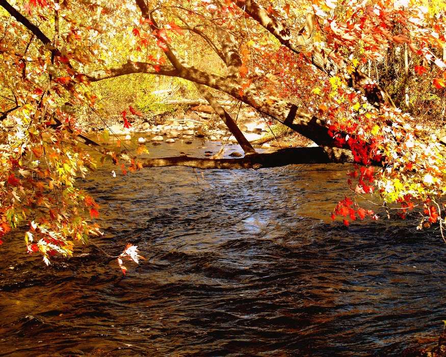 Листья, Пейзаж, Река