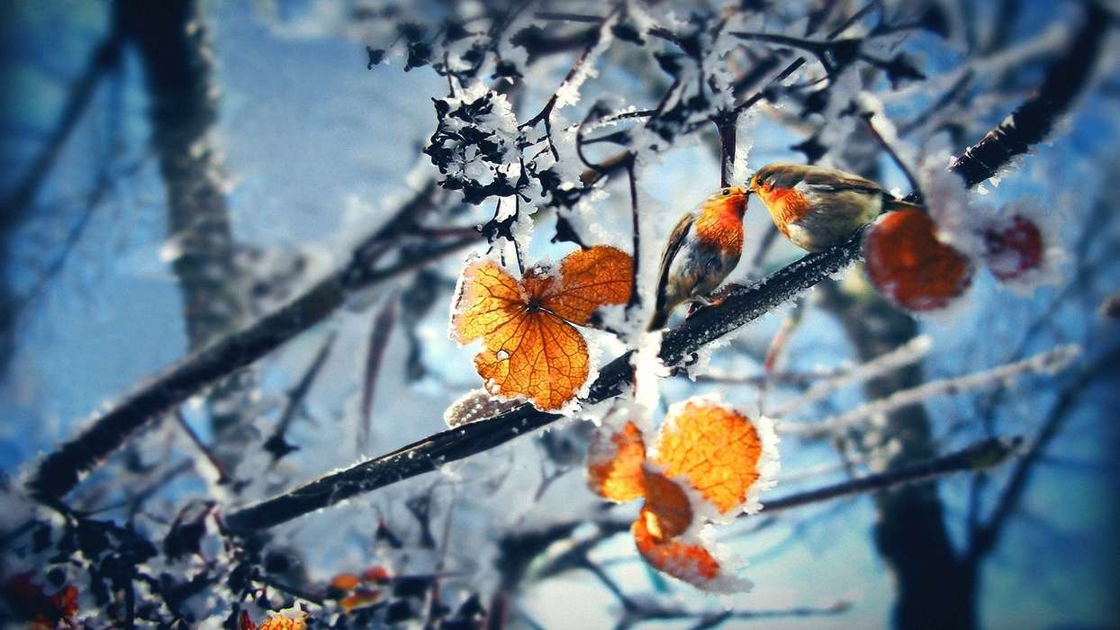 Листья,Пейзаж,Зима