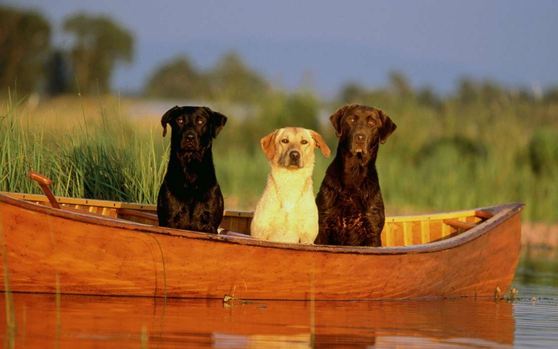 Лодки,Собаки,Животные
