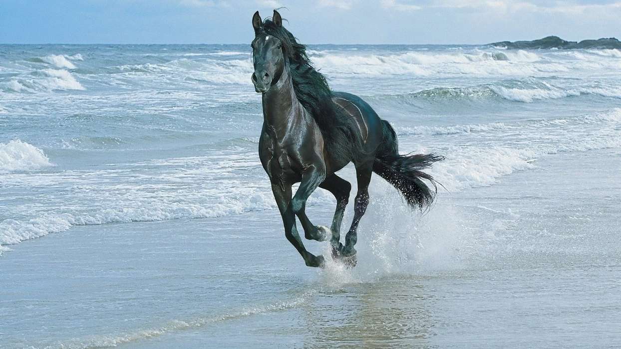 Лошади, Море, Вода, Животные