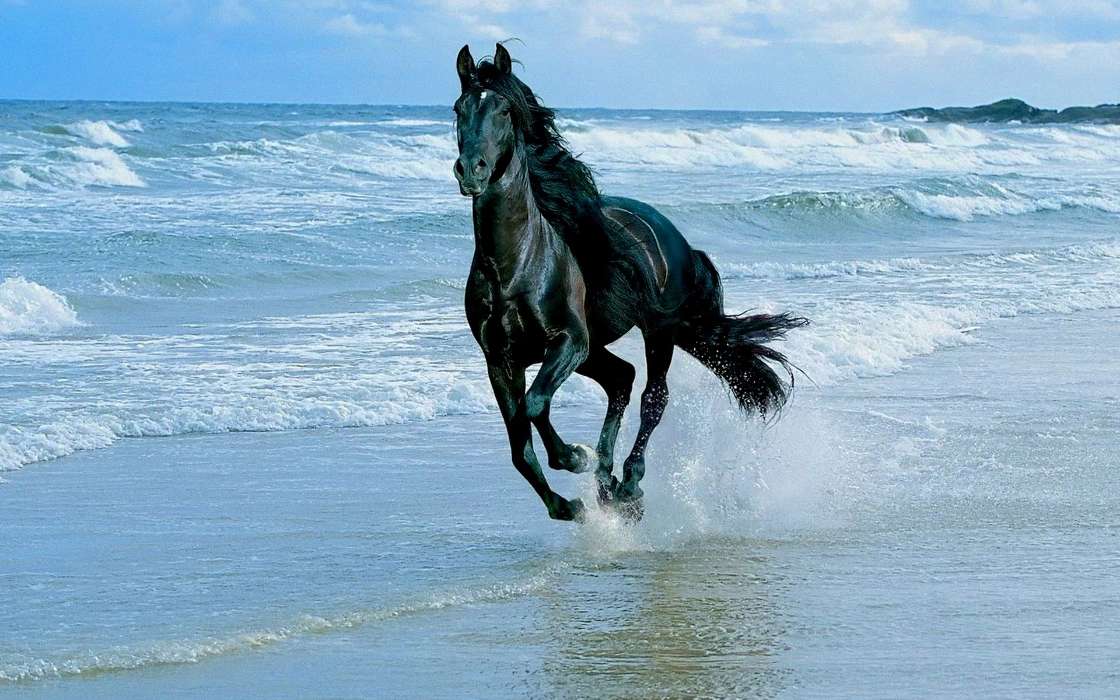 Лошади, Море, Волны, Животные