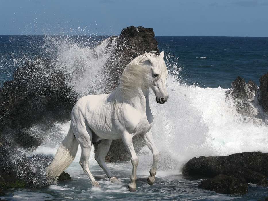 Лошади, Море, Животные