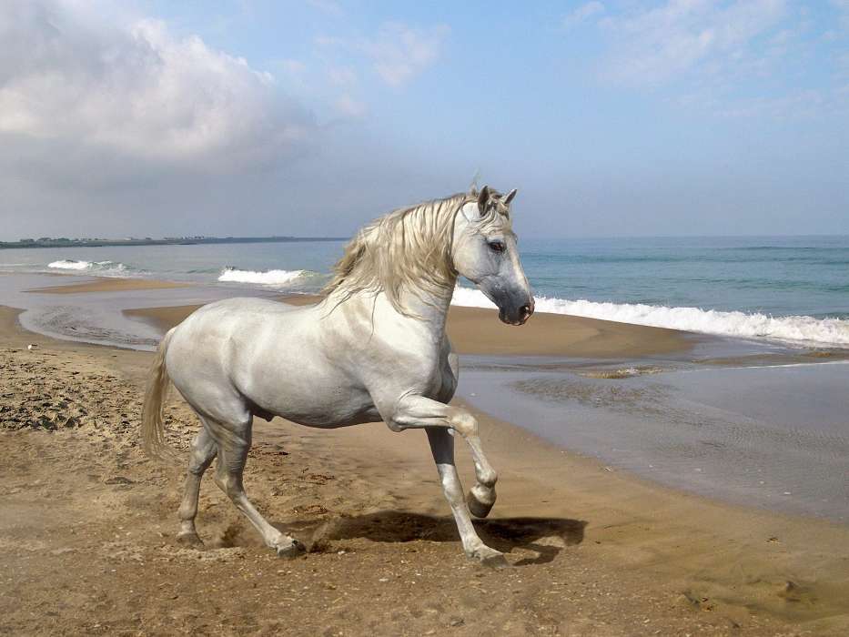 Лошади, Пляж, Животные