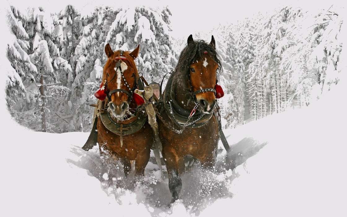 Лошади, Снег, Животные, Зима