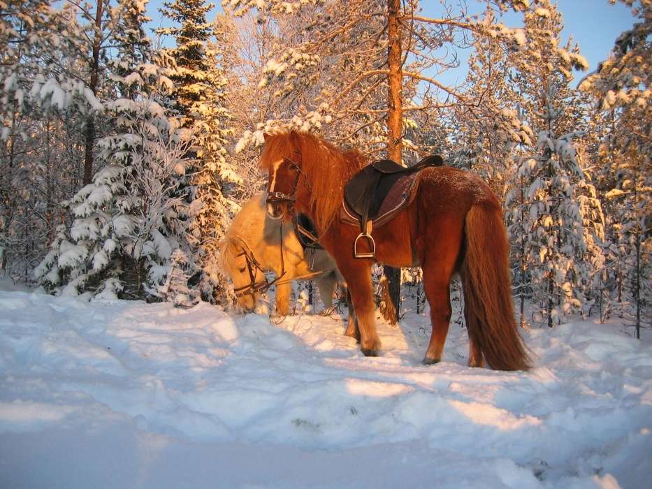 Лошади,Снег,Животные,Зима