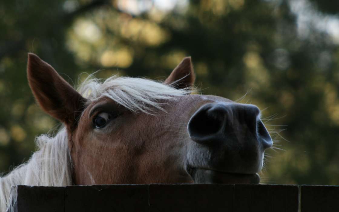 Лошади,Животные