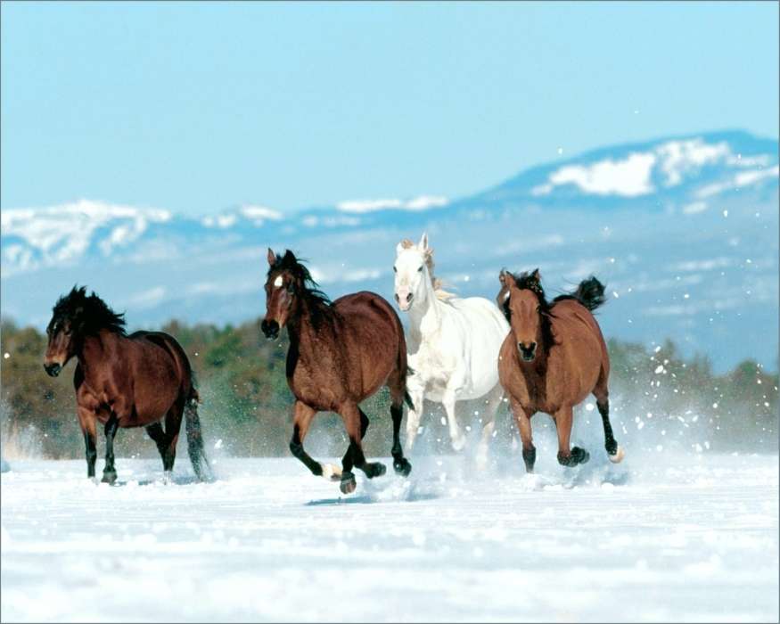 Лошади, Животные, Зима