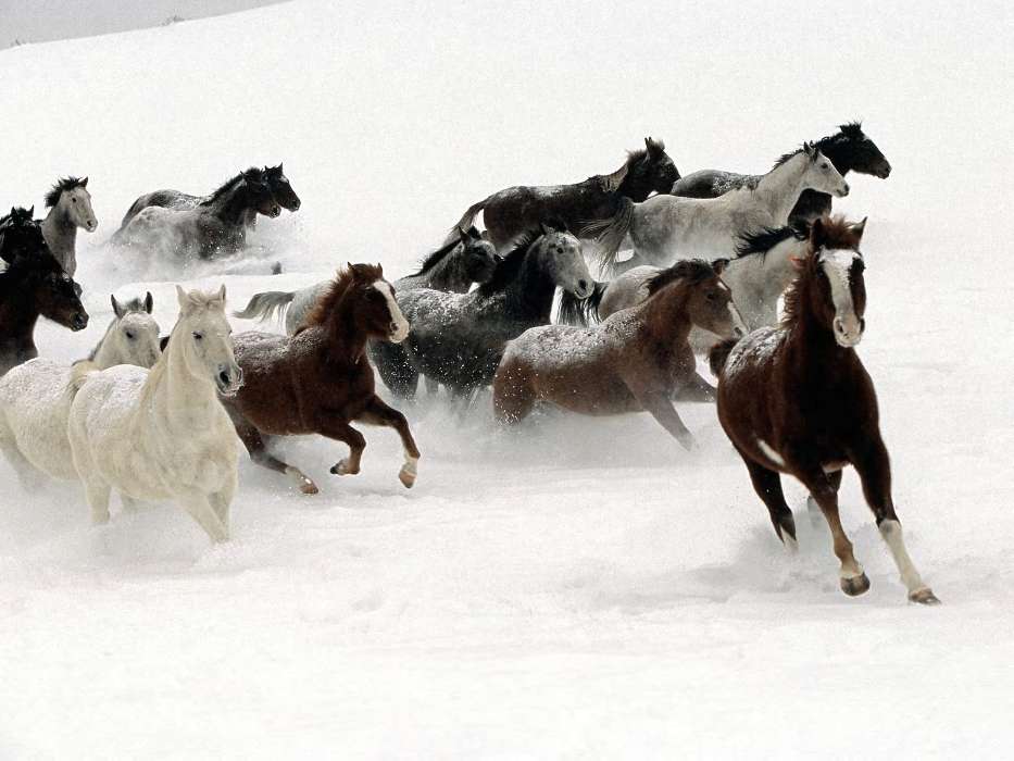 Лошади, Животные, Зима