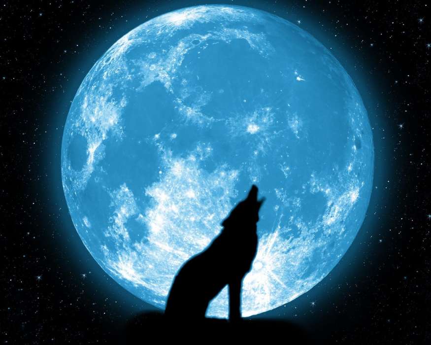 Луна, Ночь, Волки, Животные