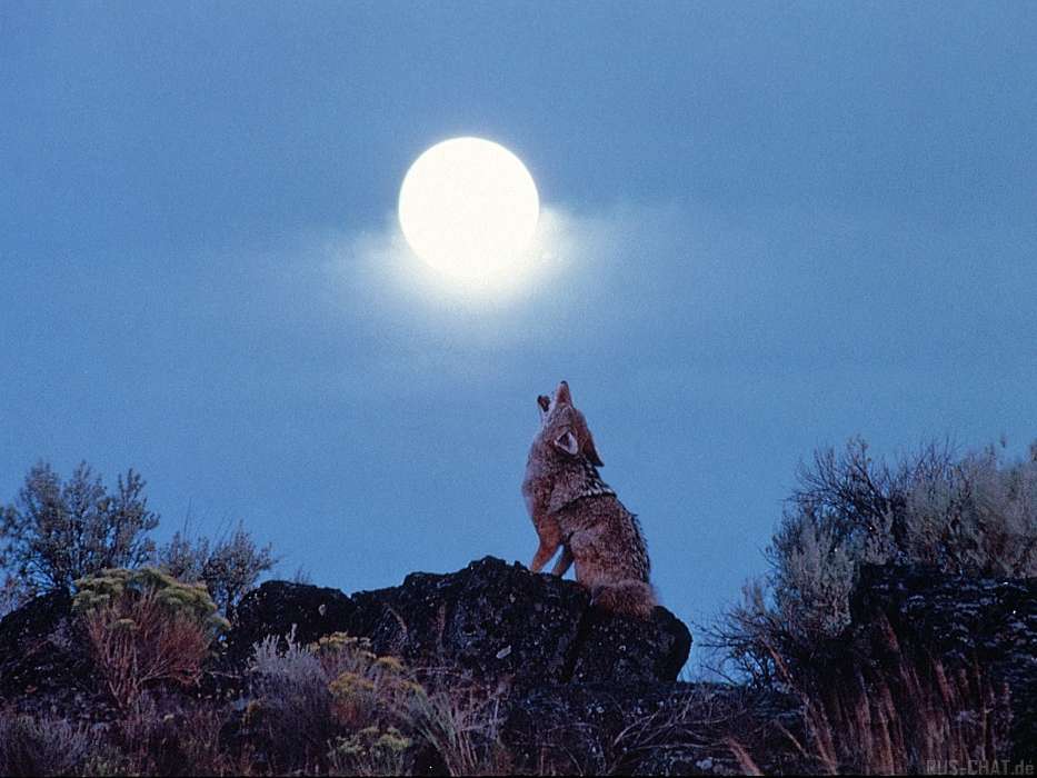 Луна, Волки, Животные