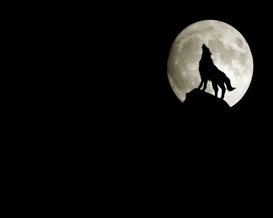 Луна, Волки, Животные