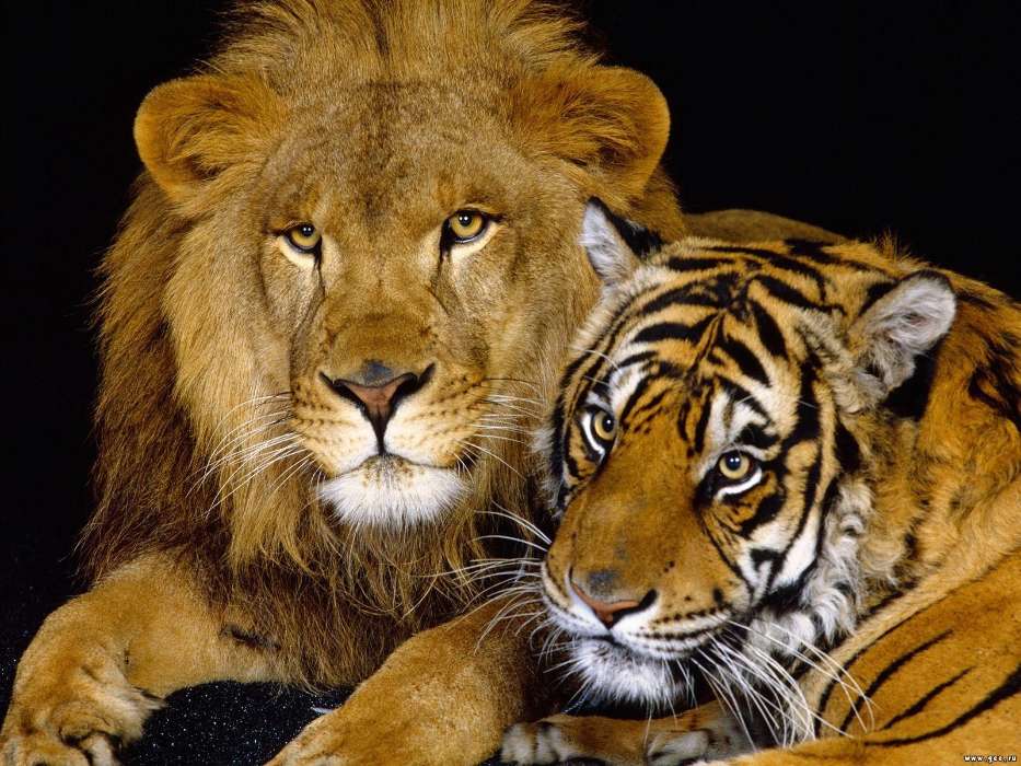 Львы, Тигры, Животные