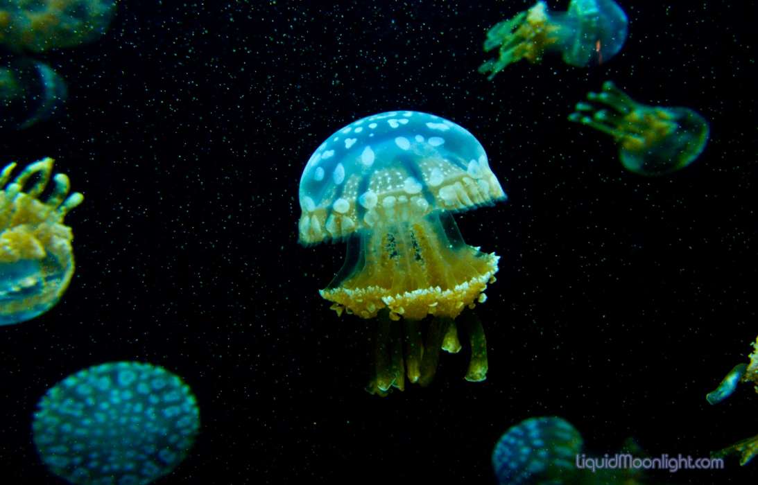 Медузы, Море, Животные