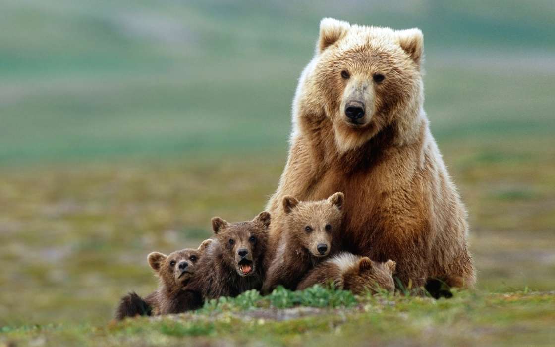 Медведи,Животные